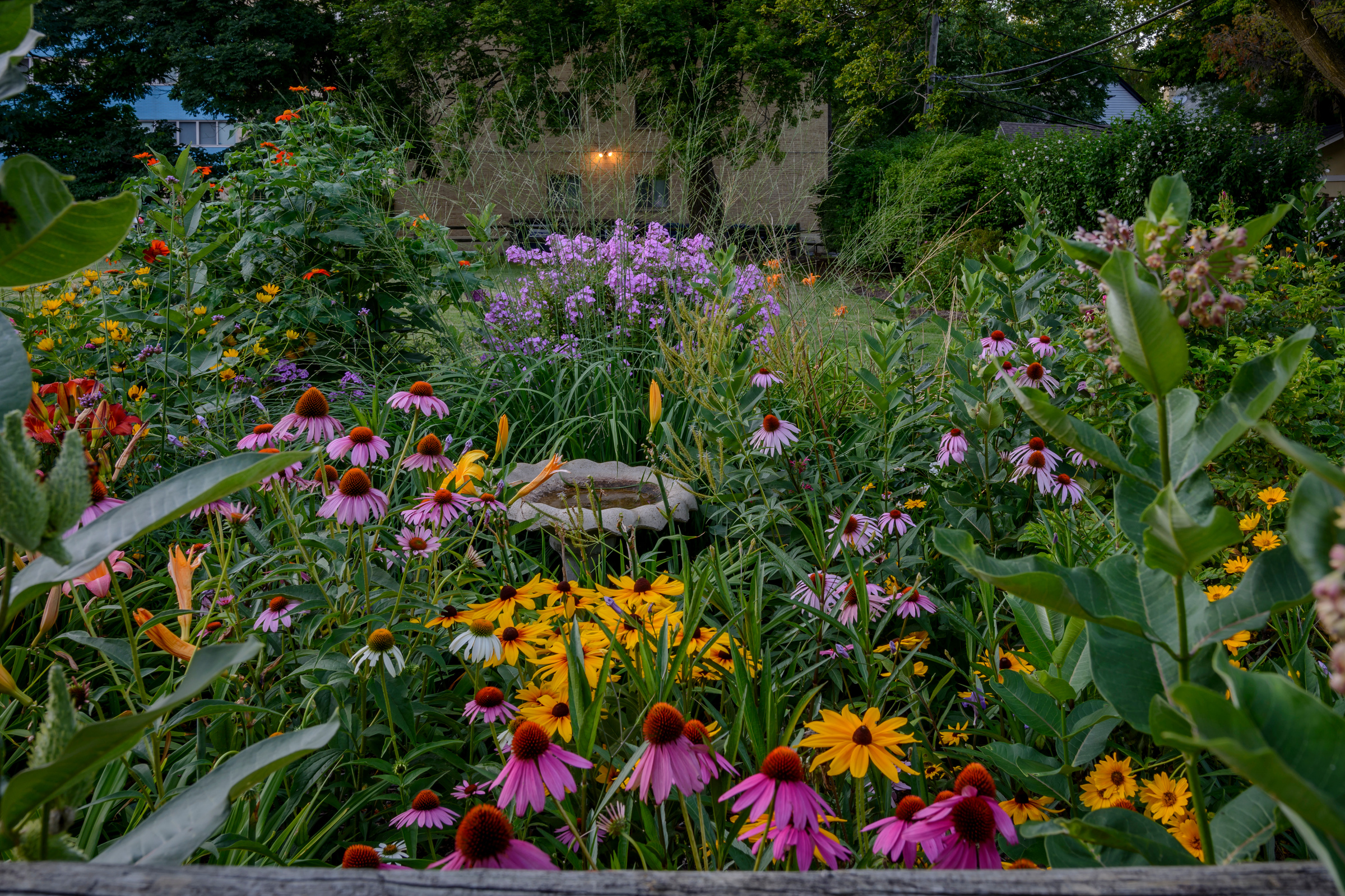 Perennials garden.