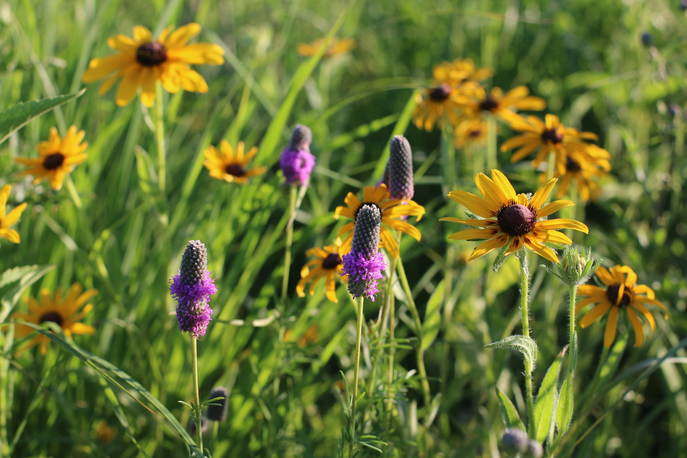 Prairie Wildflowers in Iowa - Black-Eyed Susans and Purple Prairie Clover